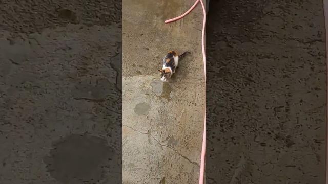 обзор про наших кошек 😸😸😸 смотреть онлайн