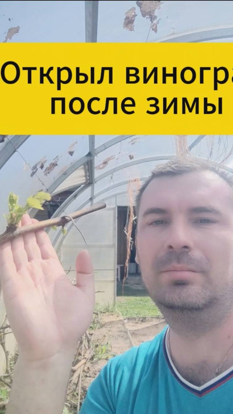 Открыл виноград после зимы смотреть онлайн