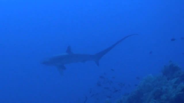 2018 Red Sea Sharks смотреть онлайн