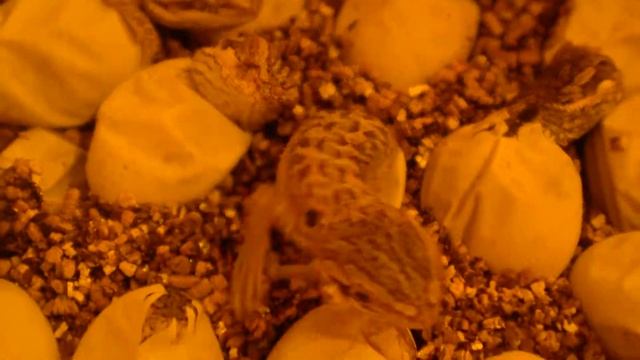 Pogona vitticeps hatching (Szakállas agáma) смотреть онлайн