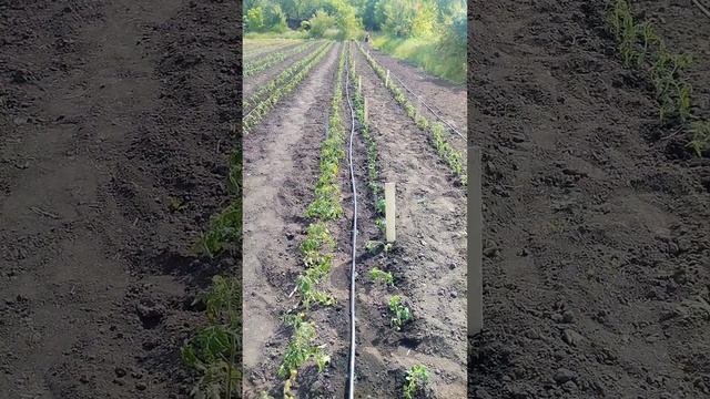 Висадка насіннєвих овочів смотреть онлайн