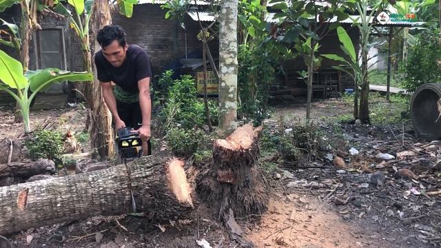 Test Tebang Pohon Kelapa | Chainsaw Murah ECOSEN 500 Ribuan смотреть онлайн
