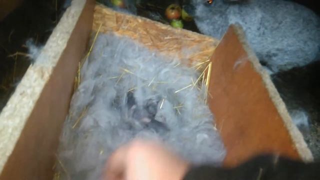 Роды крольчихи серебро. Крольчиха серебро родила от самца фландр. 15.10.2021 смотреть онлайн