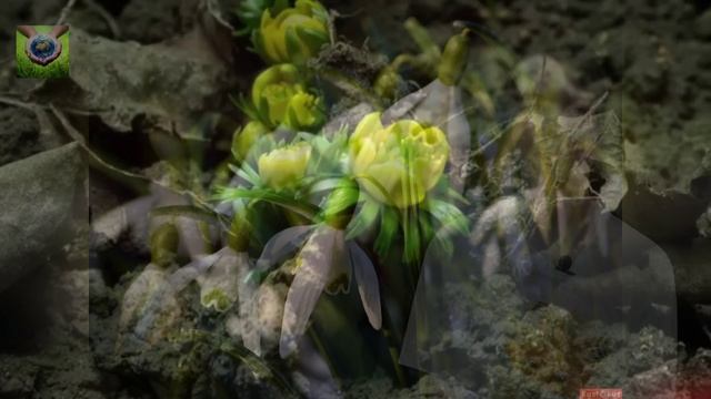 ЛИС - 19 апреля день рождения подснежника