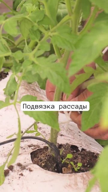 Как подвязывать рассаду в теплице? 🌱 смотреть онлайн