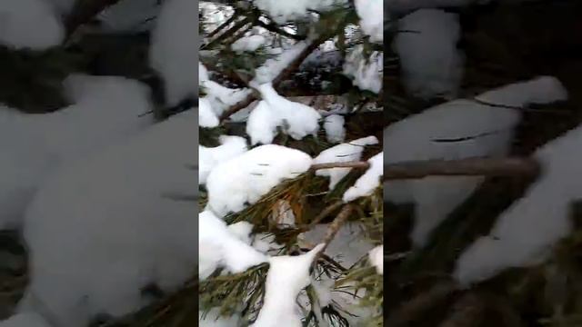 Наступила Зима .🎄❄☃️🌨 смотреть онлайн