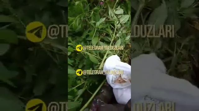 вахший котил она уз фарзандини котили(2) смотреть онлайн