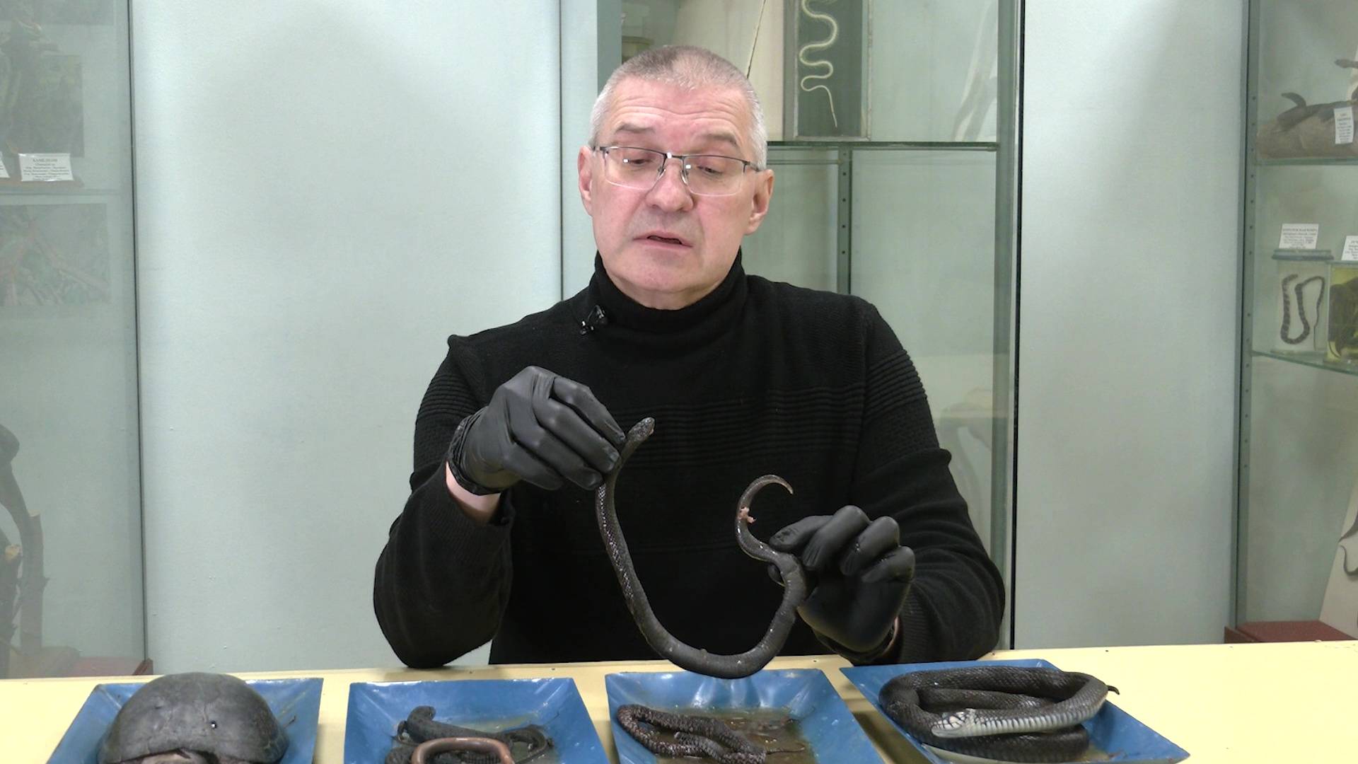 Биолог Владимир Забиякин рассказал, нужно ли бояться гадюк смотреть онлайн