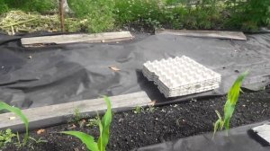 Мульчирование лотками из-под яиц. Борьба с сорняками