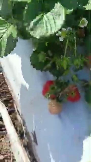 #Shorts небольшой обзор на сорт Крапо 10 смотреть онлайн