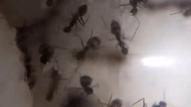 Paratrechina longicornis смотреть онлайн