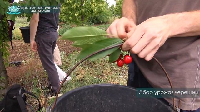 В Агротехнологической академии стартовал сбор урожая черешни – 16 июня 2020 г. смотреть онлайн