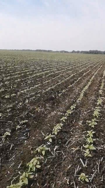 Соняшник Лідеа ЕС Армоніка Lidea смотреть онлайн