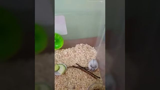 🐹Хомячок Джесси бегает в колесе и грызёт палочки🐹 смотреть онлайн