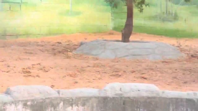 RAS AL KHAIMAH WILD LIFE PARK PART 2| UAE | MANIKA BENTEQUATRO смотреть онлайн
