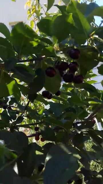 Как я собираю вишню смотреть онлайн