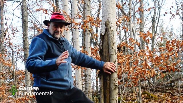 Prevent Sunscald on Trees 🌳☀️🌲 What Causes it & How to Prevent it смотреть онлайн