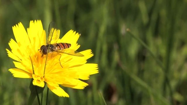 Pajama hoverfly forages in composite 🔴 смотреть онлайн