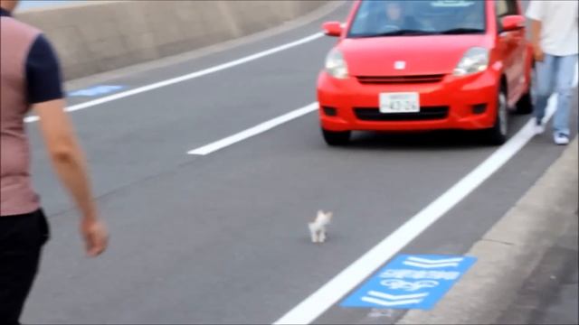 JAPAN, ЯПОНИЯ 2017. Русские в Японии #10 смотреть онлайн
