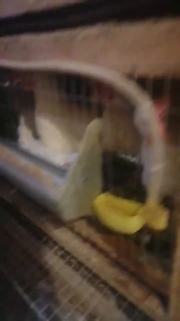 Расклев у кур, что делать Канибализм. Делай вот так #shorts смотреть онлайн