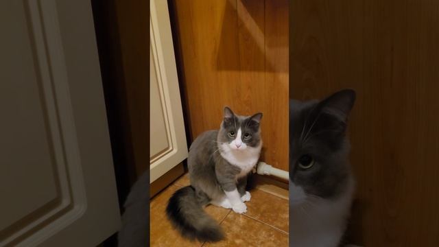 мой типичный кот описал шины от бмв