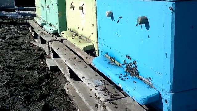 Весенний облёт пчёл 2016 03 20 смотреть онлайн