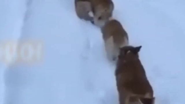 Фраза Сакуры, которая меня убила😔💔 смотреть онлайн