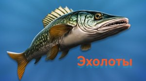 Эхолоты