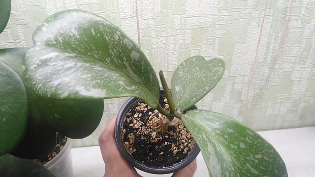 Заказ растений для Алины. смотреть онлайн