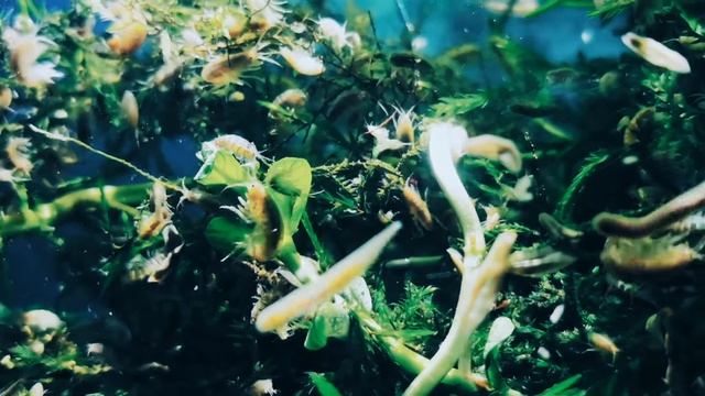 Gammarus Ve Akvaryum Balıkları Protein Takviyesi