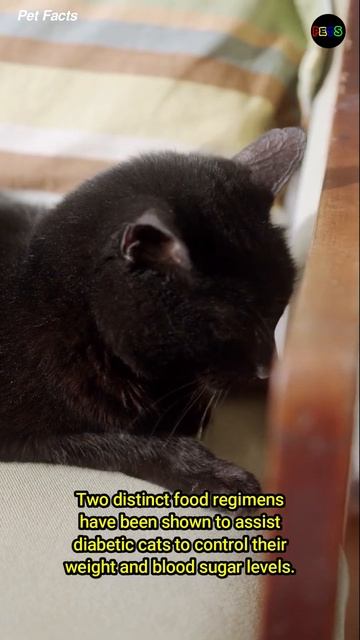 Feline Diabetes part2 #shorts #cats смотреть онлайн