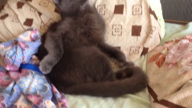 Что случилось? Что происходит? смотреть онлайн