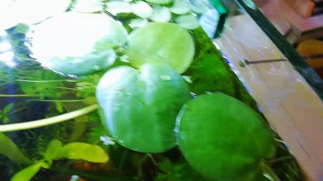 Limnobium in my aquascape смотреть онлайн