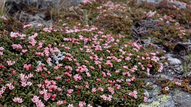 A Nature Walk in Mount Washington's Alpine Garden смотреть онлайн