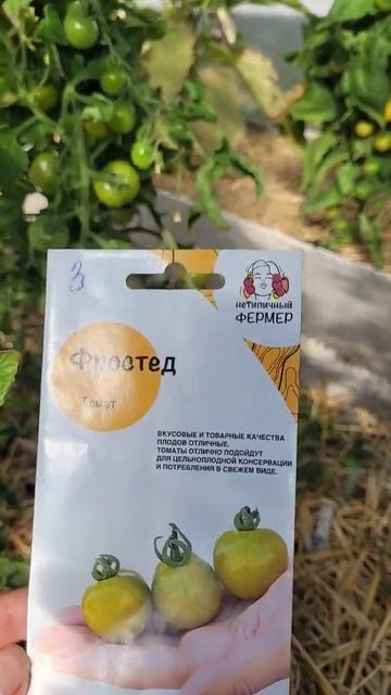 томат Фростед смотреть онлайн
