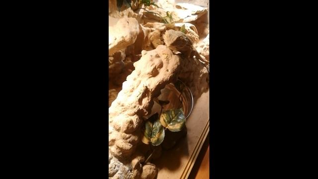 Karmienie Agamy Brodatej (Pogona Vitticeps) смотреть онлайн