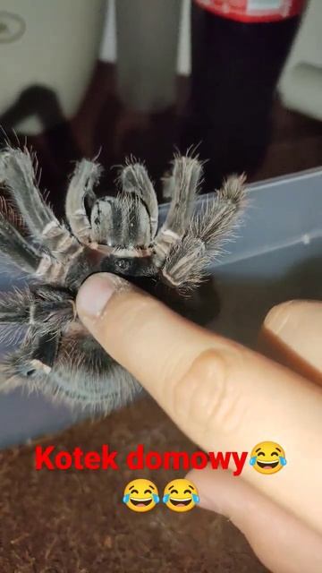 LASIODORA PARAHYBANA GLASKANIE😂😂😂