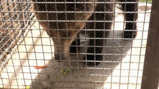 Бимбо поел виноград и сплясал в благодарность! Bimbo ate grapes and danced in gratitude! смотреть онлайн