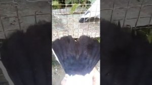 мои бакинские шейки