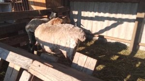 Купил новых овец на племя: Катумской породы и Курдючную #овцы /овцы/ бараны /ягнята /козлята