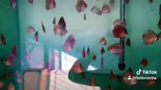 Scribble and eruption discus fish babies.. смотреть онлайн