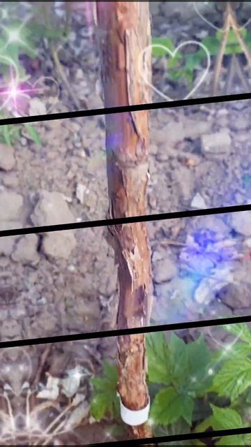 Малиновое дерево #shorts #raspberry #малиновоедерево #малина #огород #сад #дача #garden #gardening смотреть онлайн