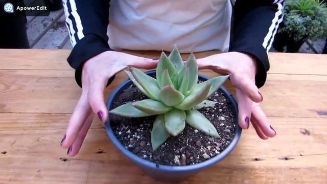 ECHEVERIA AGAVOIDES- Suculenta Rara!