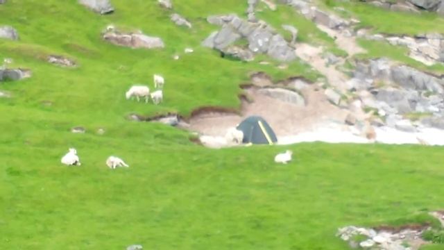 0001 овцы смотреть онлайн