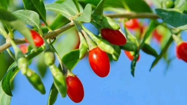 Годжи смотреть онлайн