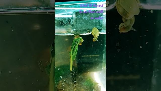 bladder & pond #snail #funnyanimals #funny #animalshorts #animals #shorts #cuteanimals #fyp смотреть онлайн