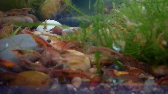 Вишневые креветки (neocaridina heteropoda) (V)o_O(v) смотреть онлайн
