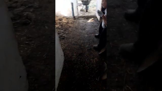 Генеральная уборка в козовнике!!! смотреть онлайн