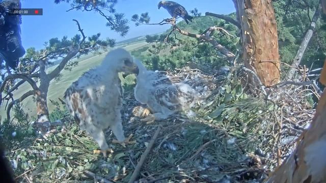 28.06.2021 7:37 Ой! И эта палочка убежала! Как же они могут бегать? У них же нет ног?! )))