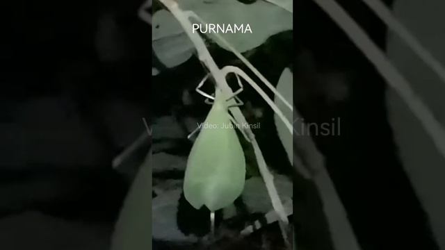 Serangga kecil bunyinya kuat смотреть онлайн